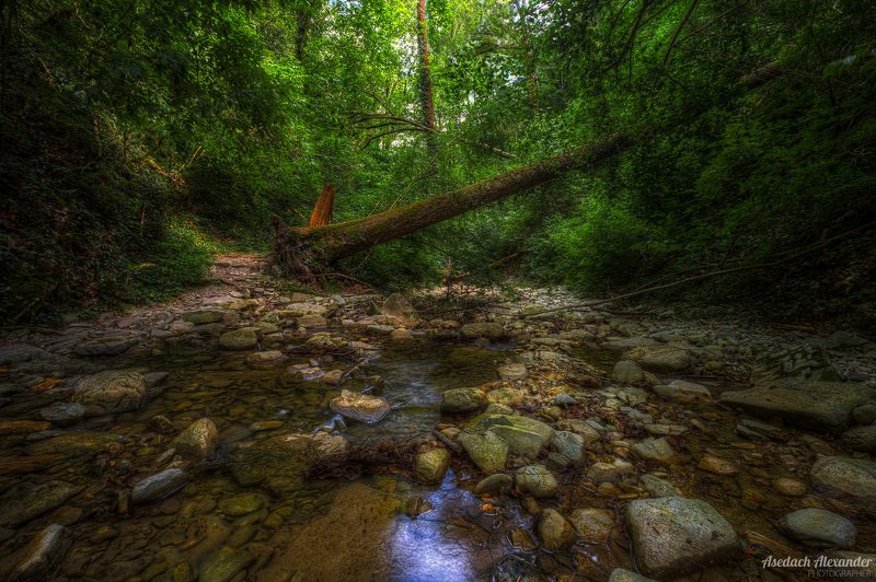 Упавшее дерево на Красной Речкеphoto preview