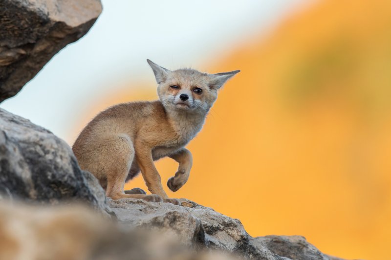 canon1dх mark2,canon600mmf4,israel,jerusalem,nature,wildnature,wildnaturephotography,дикая природа,иерусалим ,израиль, пётр рогов,фотограф,фотоохота,лисята,nature,иерусалим,jerusalem,wildnaturephotography,nakedplanet,natgeoyourshot,natgeo,bbcearth Лисёнокphoto preview