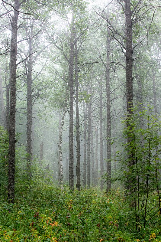 южный урал,оренбургская область, орск, новотроицк,башкирия, башкертостан Воздушный Лесphoto preview