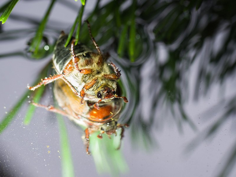майский, жук Фотосессия для хрущикаphoto preview