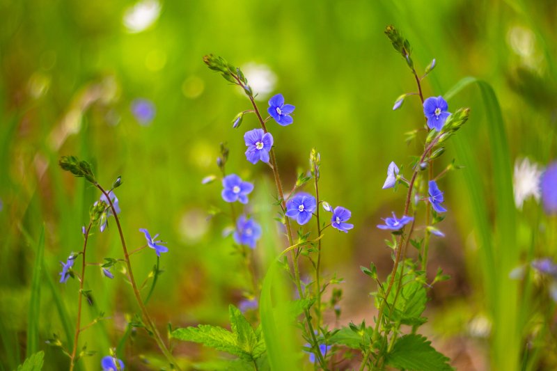 цветы, весна photo preview