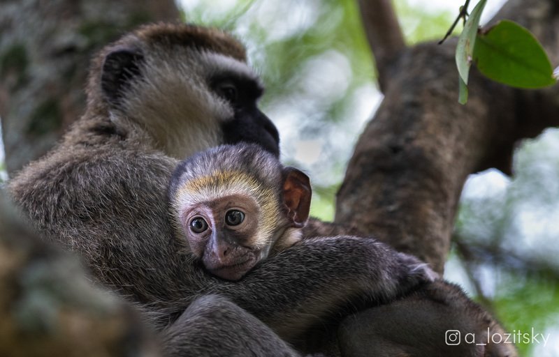 Карликовые зеленые мартышкиphoto preview
