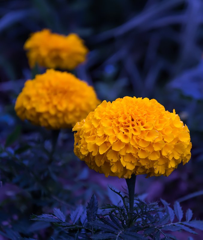 природа, лето, цветы, макро, Цветыphoto preview