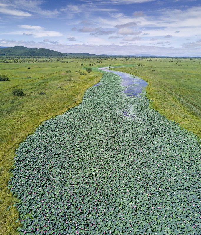 Голубая река к голубому небу. Цветение лотосов.photo preview
