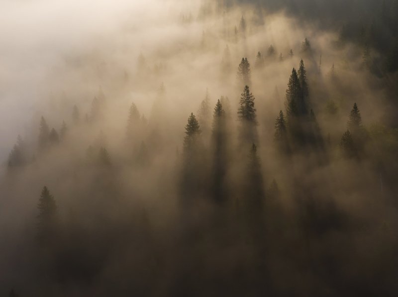 туман, лес, тайга, свет, рассвет, утро, дымка Магия таежного утраphoto preview