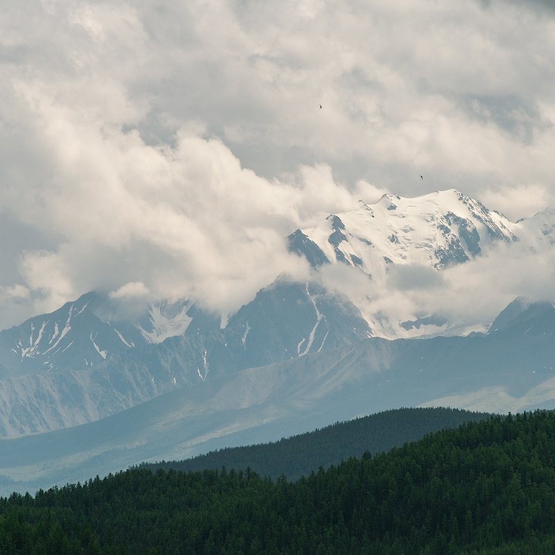 T W O   B I R D S.photo preview