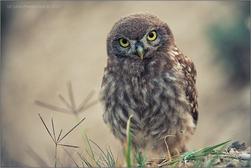 домовой, сыч Сычик в туманеphoto preview