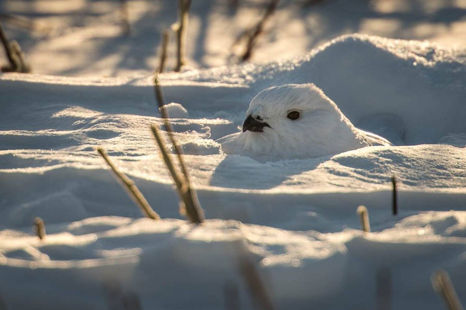 ***. Автор: Иван Кислов , Иван Кислов