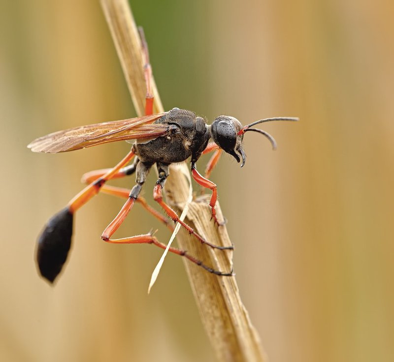 macro, closeup, макро,  gnilenkov ***photo preview