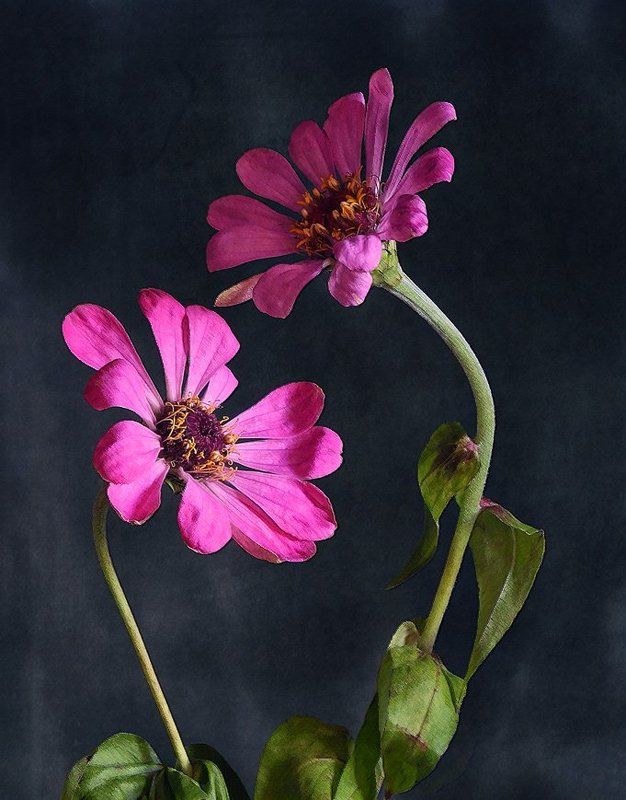 Двоеphoto preview