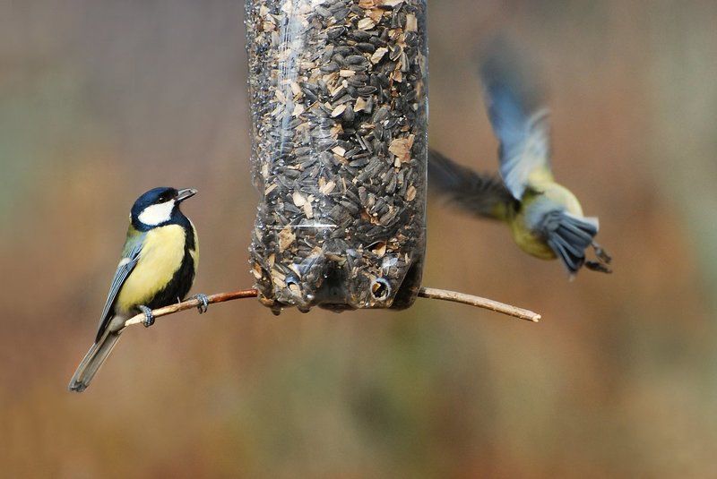 Parus majorphoto preview