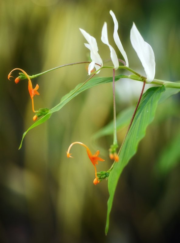 Цветошное...photo preview