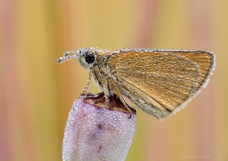 Толстоголовкаphoto preview