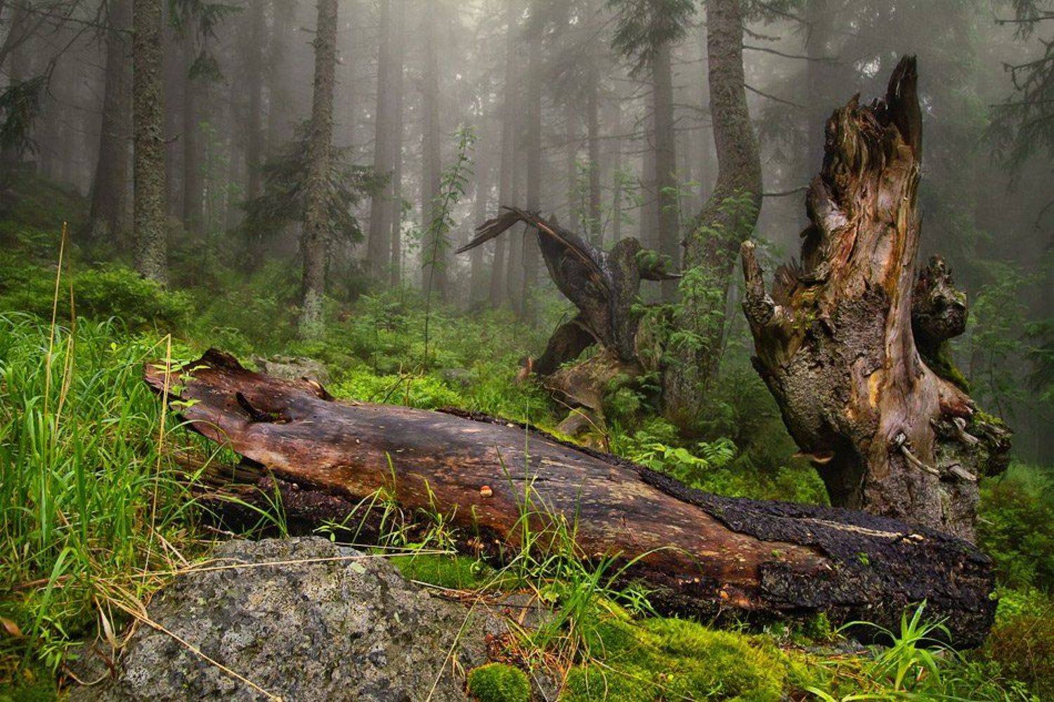 Vitosha forest. Автор: Светозар Кръстев , Светозар Кръстев