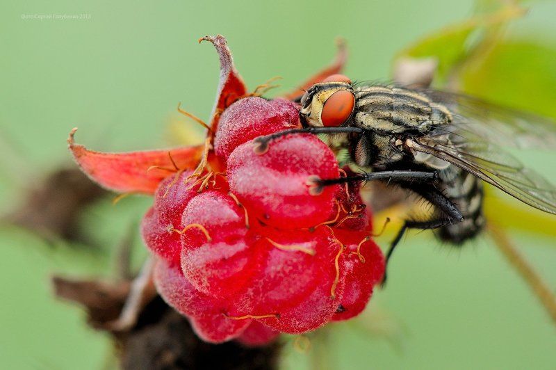 Муха и малинаphoto preview