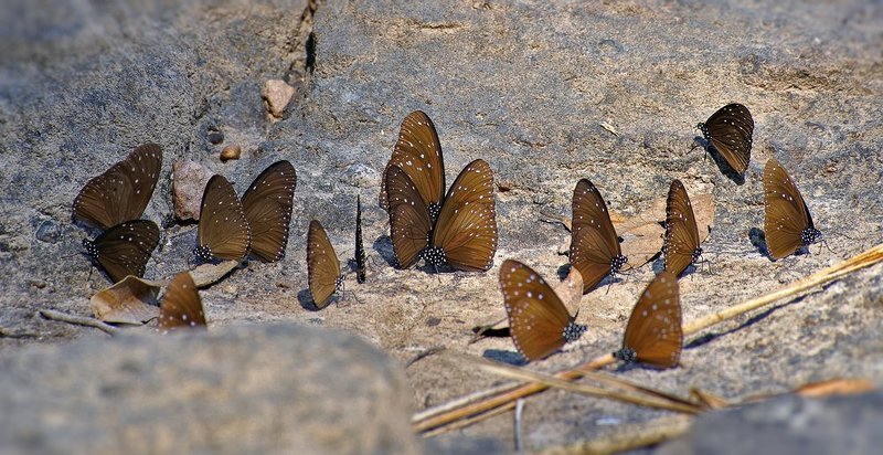 macro, closeup, макро,  gnilenkov Хороводы...photo preview