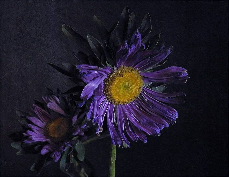 Предвестницы осениphoto preview