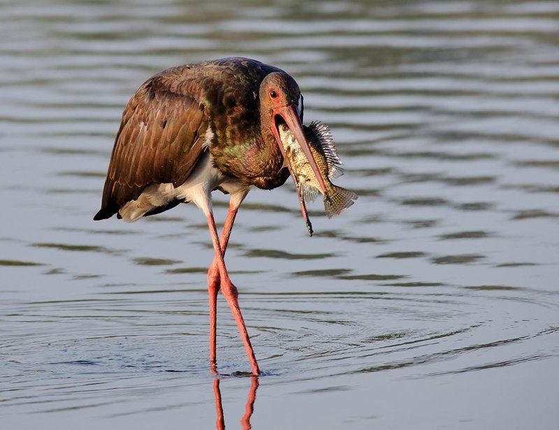 Черный аистphoto preview