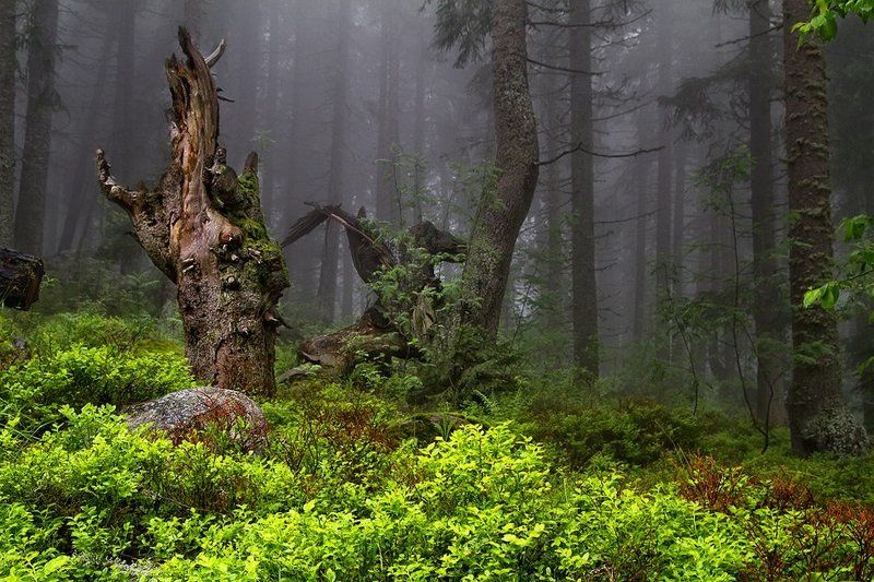 Vitosha forestphoto preview