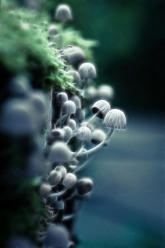 magic, shrooms, гриб, природа, пень, поганки Magic shroomsphoto preview