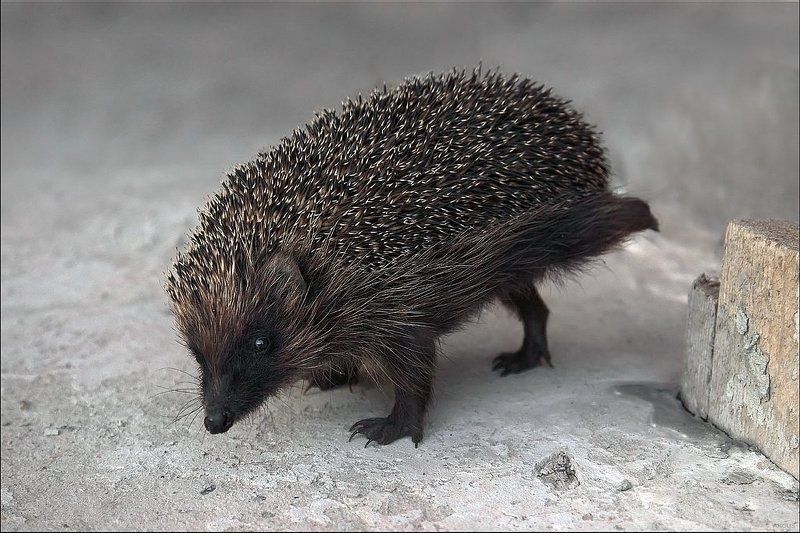 Фулиган :-))))photo preview