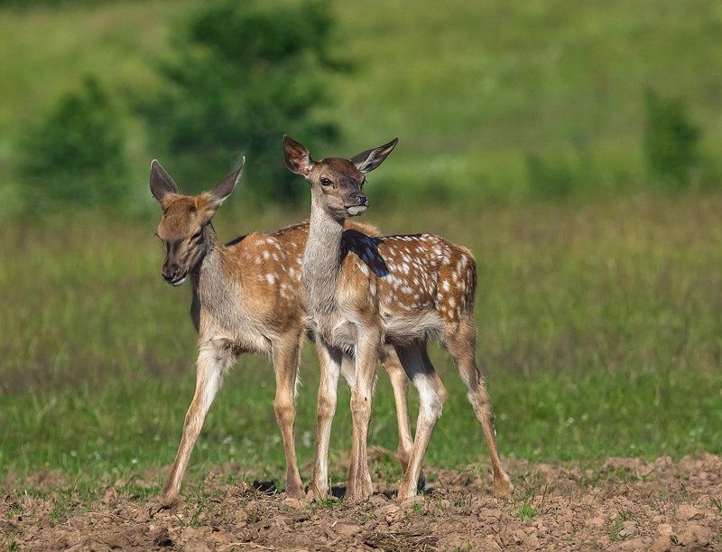 латвия Нам две неделиphoto preview