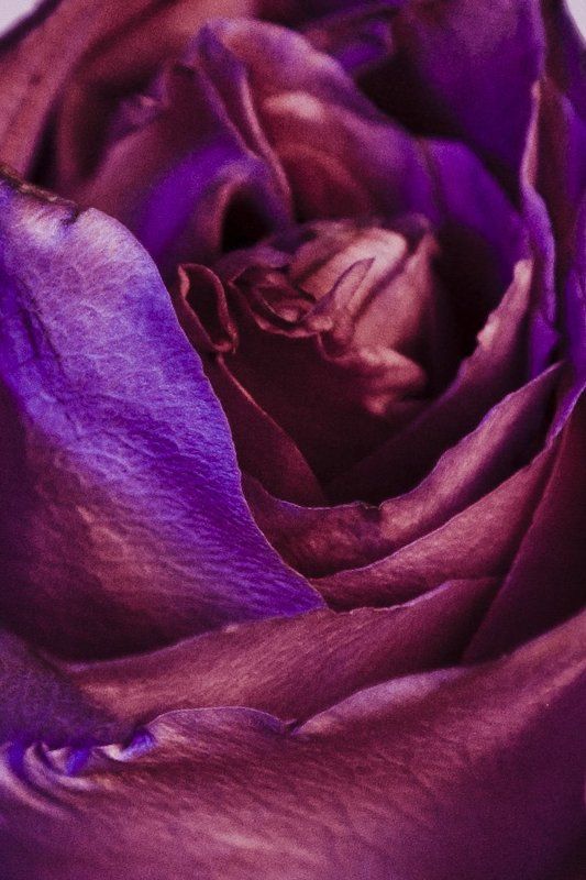 Цветыphoto preview