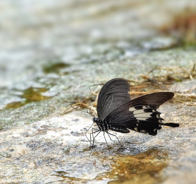 macro, closeup, макро,  gnilenkov Быть у ручья, и не напиться?photo preview