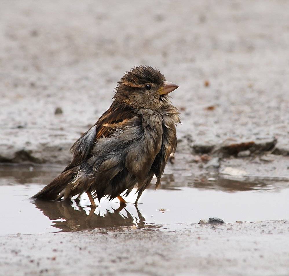 , Игорь Олейник