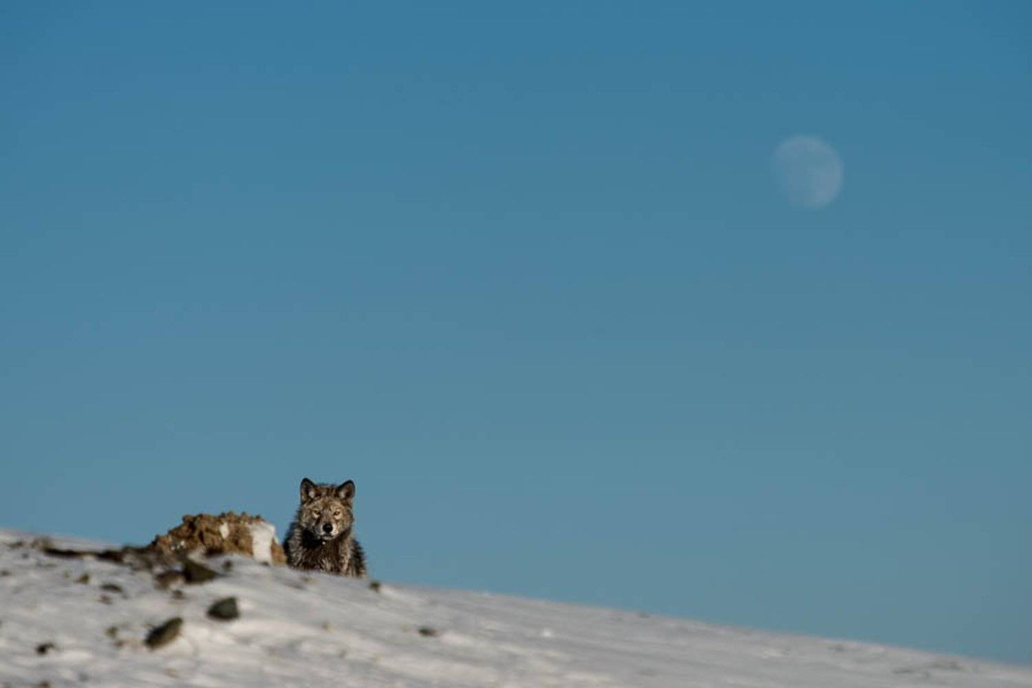 ***. Автор: Иван Кислов , Иван Кислов