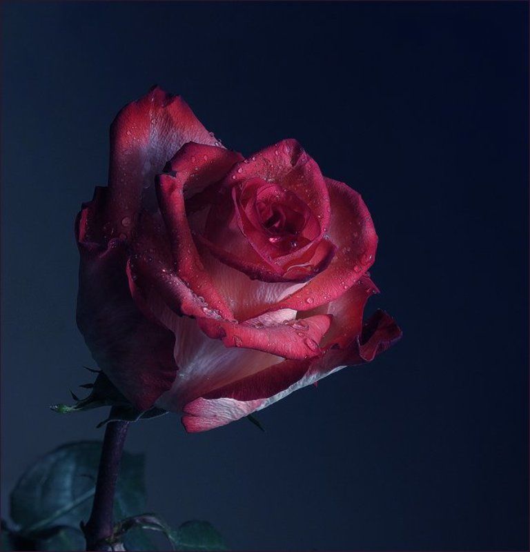 Такие разные розы...photo preview