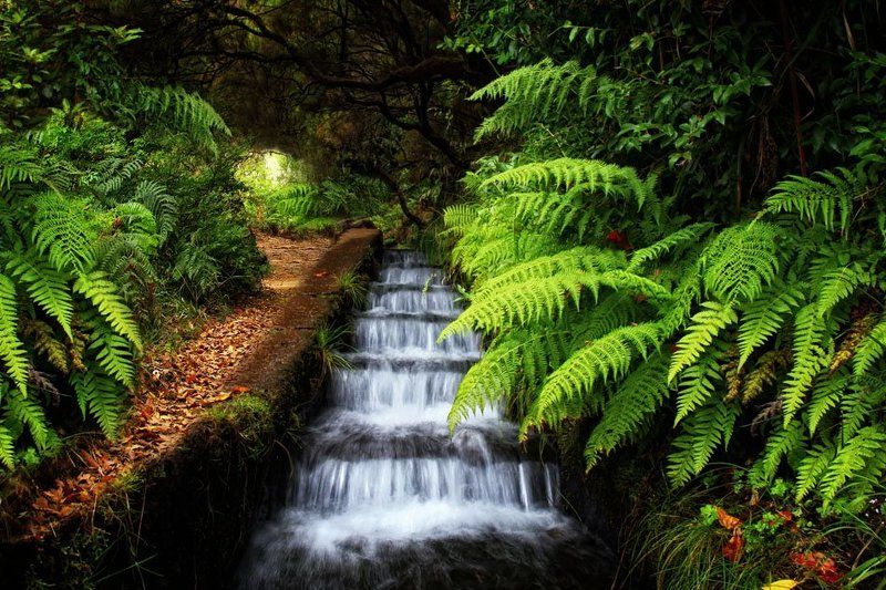 into the junglephoto preview