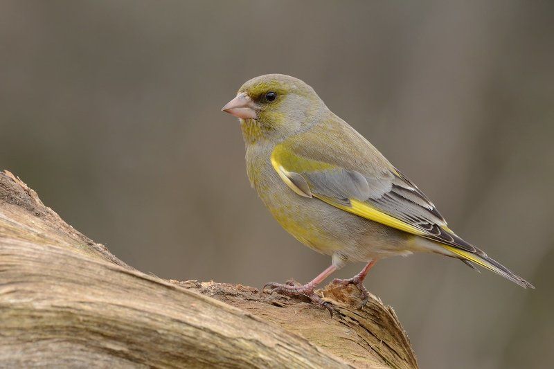 обыкновенная, зеленушка Лесная канарейкаphoto preview