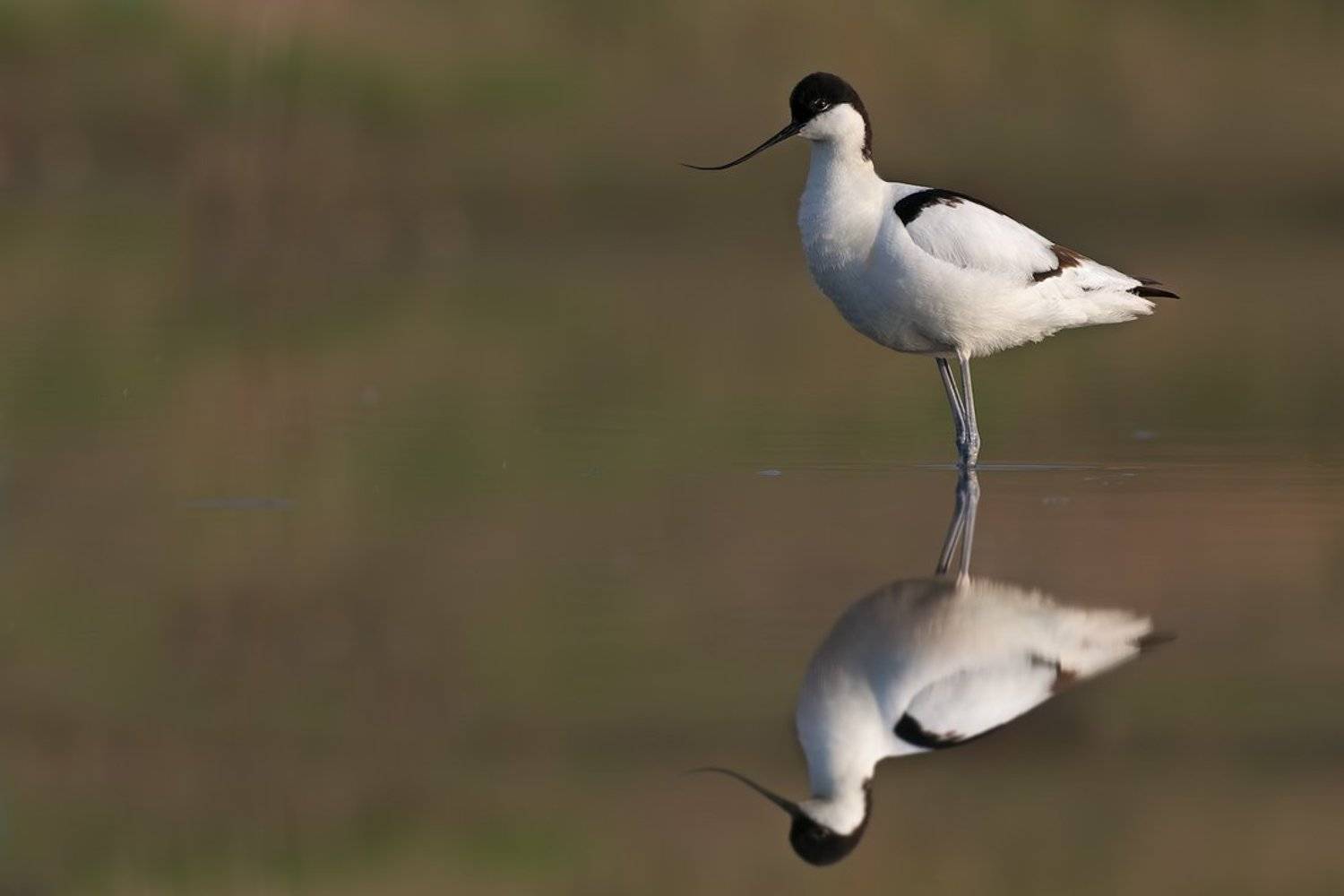 Шилоклювка. Автор: Евгени Стефанов , Евгени Стефанов