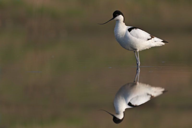 Шилоклювкаphoto preview