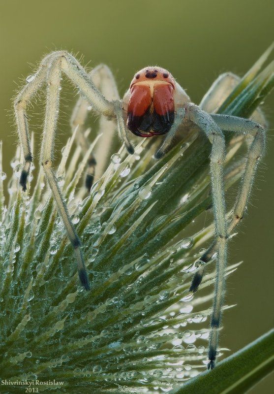 Хищницаphoto preview