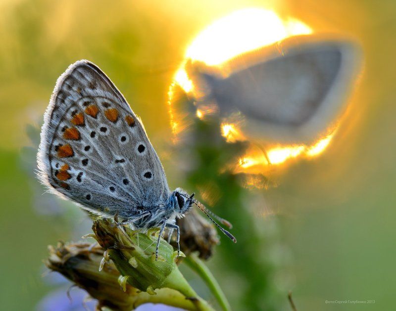 Мечты о солнцеphoto preview