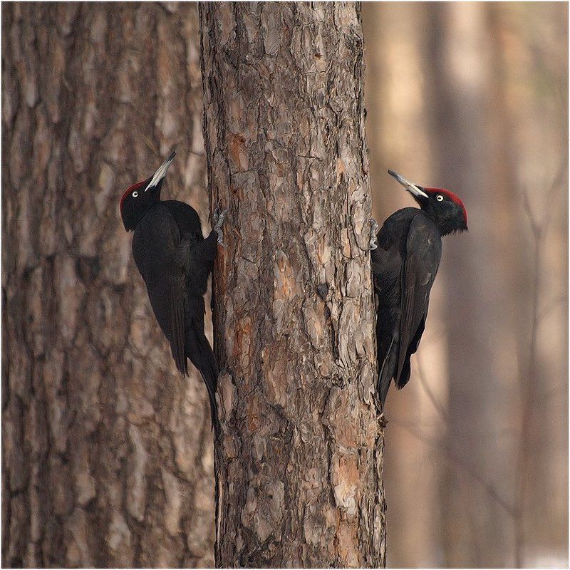 желна, или, черный, дятел Самцыphoto preview