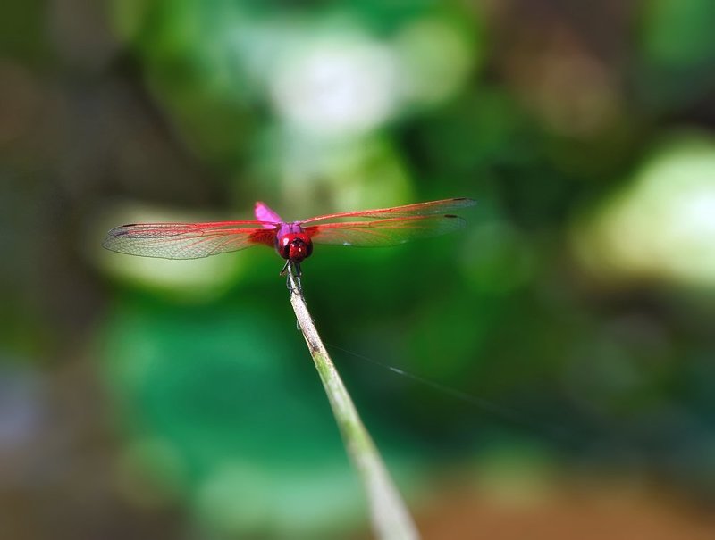 trithemis, aurora, macro, closeup, макро,  gnilenkov Trithemis auroraphoto preview