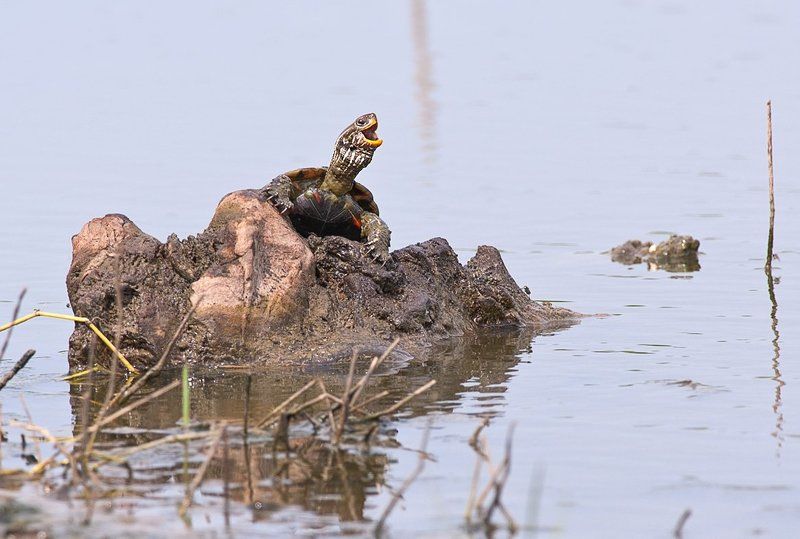 Солистphoto preview