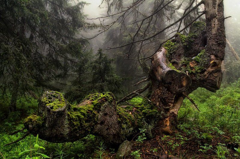 Vitosha forestphoto preview