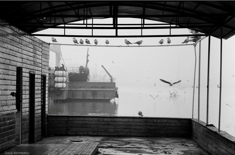 о чайкахphoto preview