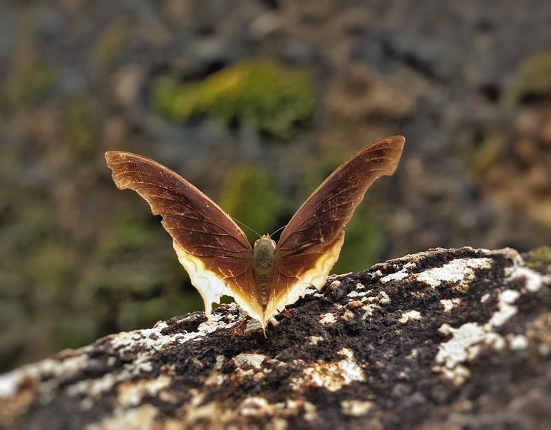 macro, closeup, макро,  gnilenkov Икар...photo preview