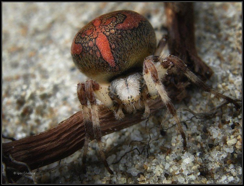 паук, арахнид Арахнидphoto preview