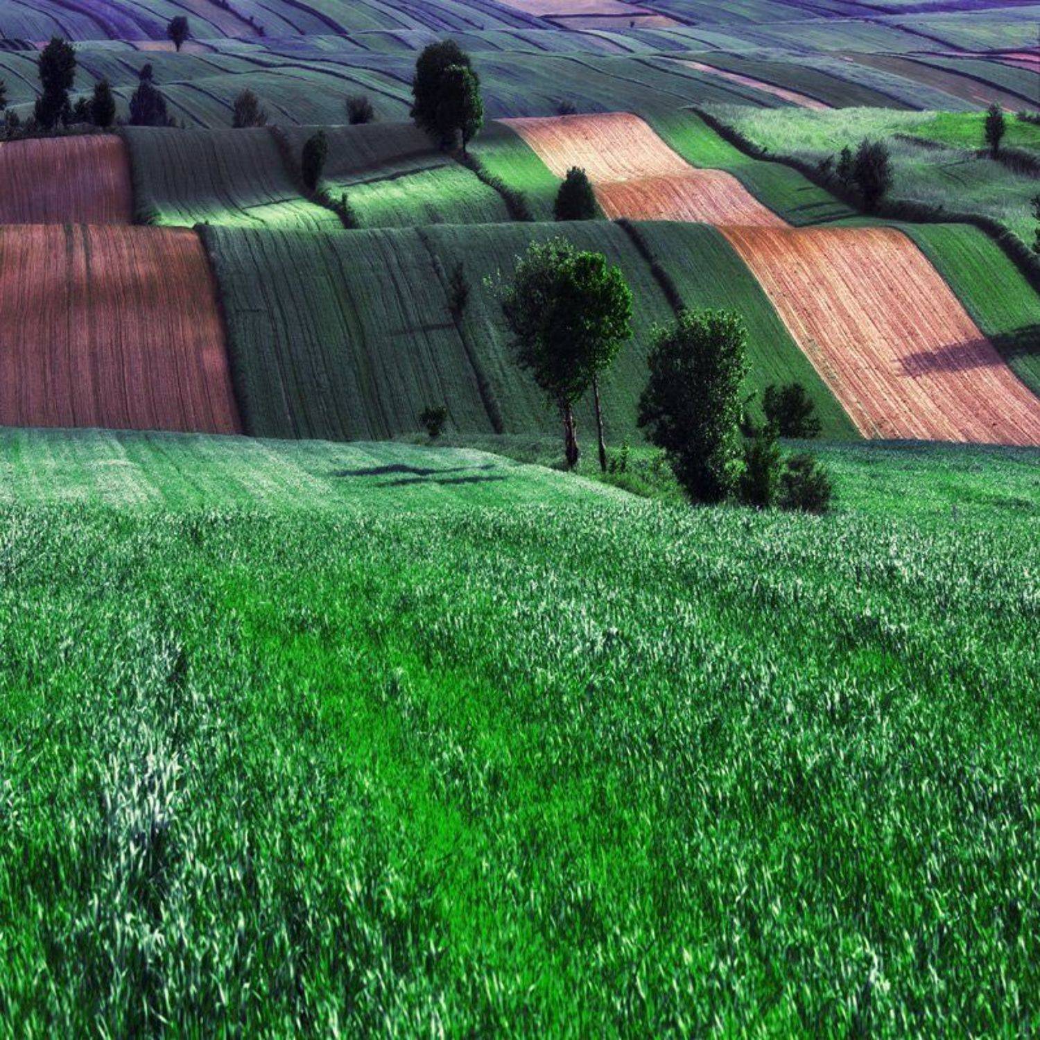 spring. Автор: lukier , lukier