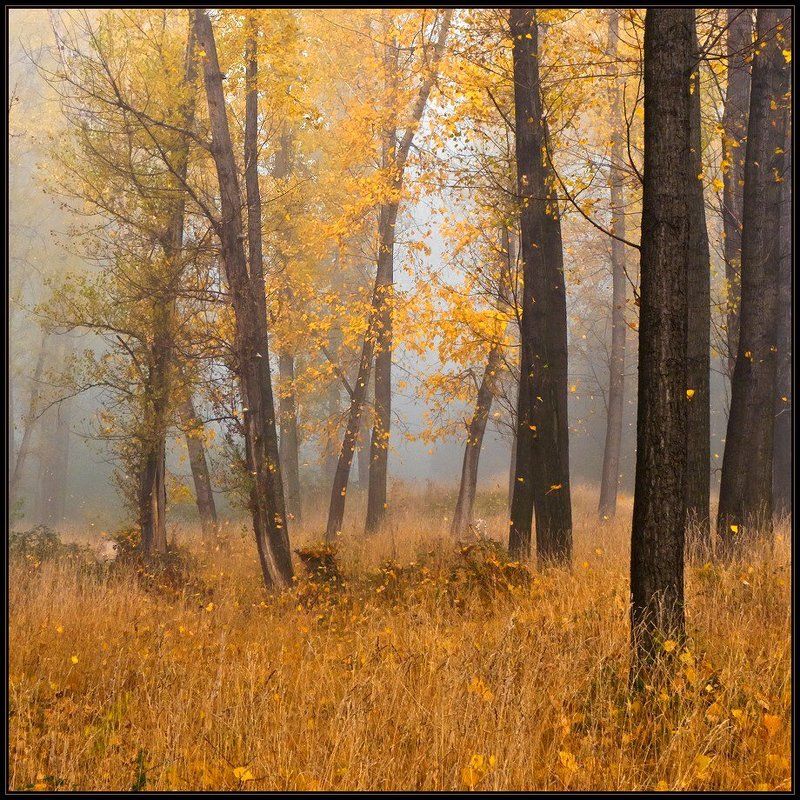 bulgaria Листопадphoto preview