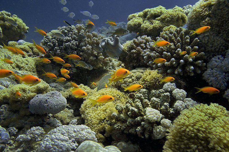 Антиасыphoto preview