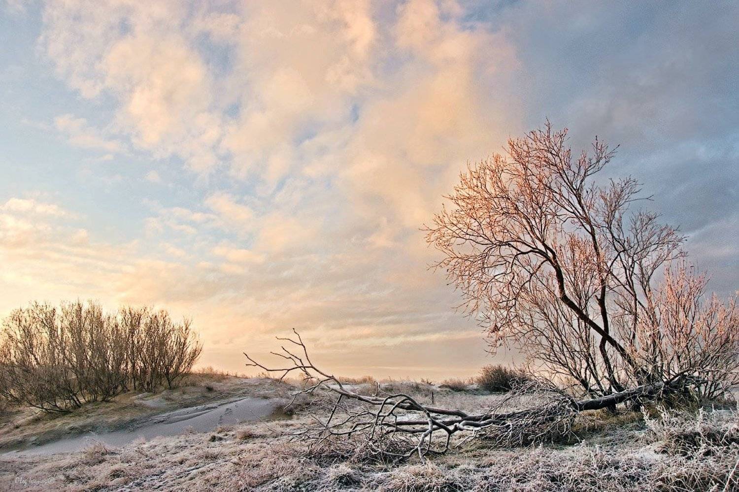 Из утренних фенологических наблюдений. Автор: Олег Иванов , Олег Иванов