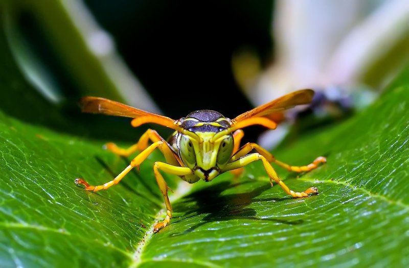 Забодаю!photo preview