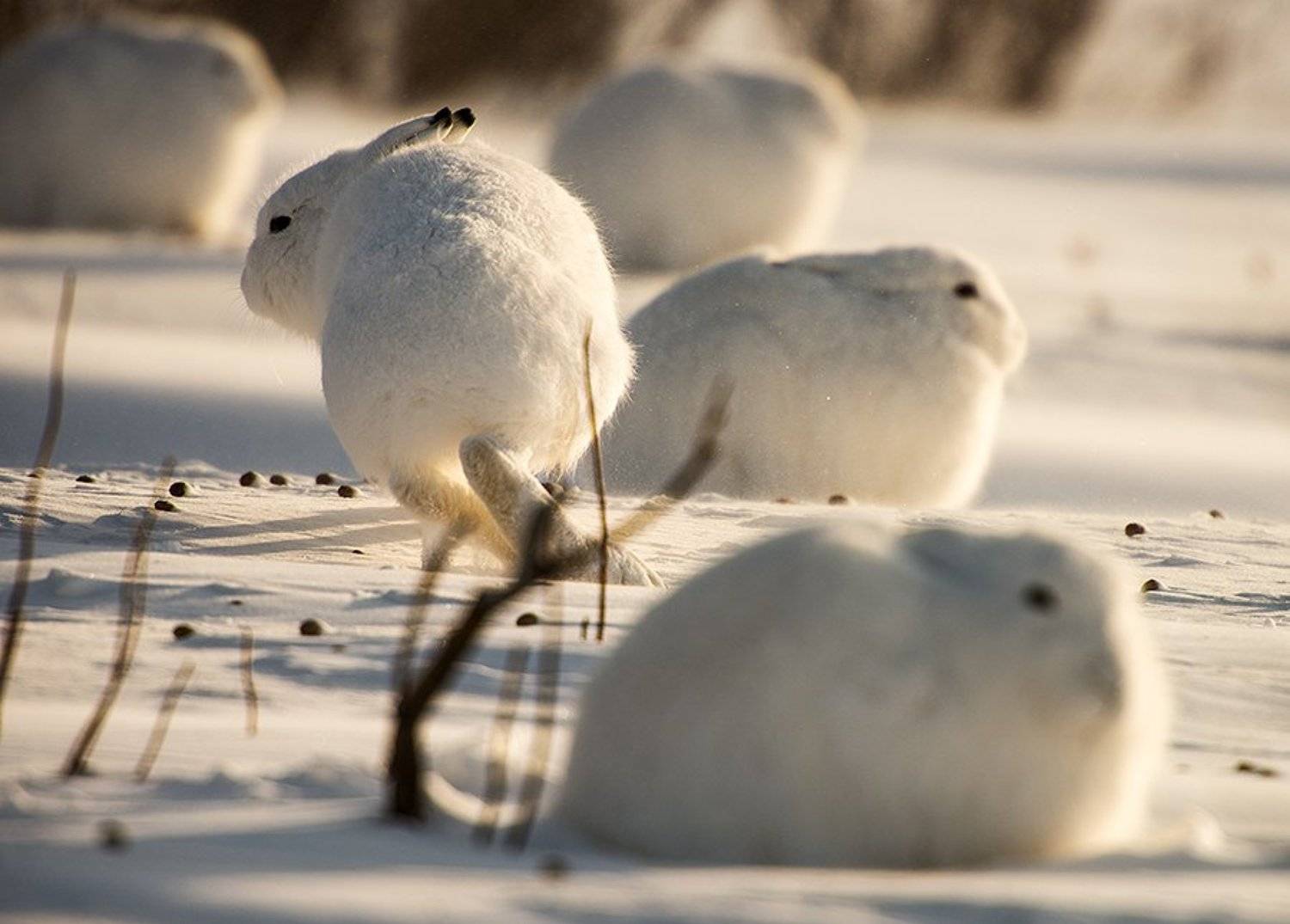 , Иван Кислов